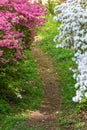 Pink and White Azalea Bushes Along a Hiking Trail Royalty Free Stock Photo