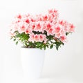 Pink and white azalea flower plant