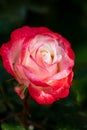 Pink and white big hybrid tea garden rose Royalty Free Stock Photo