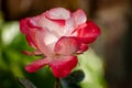 Pink and white big hybrid tea garden rose Royalty Free Stock Photo