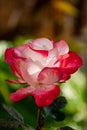 Pink and white big hybrid tea garden rose Royalty Free Stock Photo