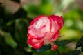 Pink and white big hybrid tea garden rose Royalty Free Stock Photo