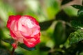 Pink and white big hybrid tea garden rose Royalty Free Stock Photo