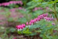 Row of pink bleeding heart flowers, also known as `lady in the bath`or lyre flower, photographed at RHS Wisley gardens, UK. Royalty Free Stock Photo