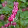 Row of pink bleeding heart flowers, also known as `lady in the bath`or lyre flower, photographed at RHS Wisley gardens, UK. Royalty Free Stock Photo