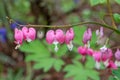 Row of pink bleeding heart flowers, also known as `lady in the bath`or lyre flower, photographed at RHS Wisley gardens, UK. Royalty Free Stock Photo