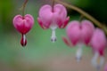 Row of pink bleeding heart flowers, also known as `lady in the bath`or lyre flower, photographed at RHS Wisley gardens, UK. Royalty Free Stock Photo