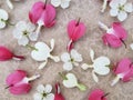 Pink and white bleeding heart flowers with cherry blossoms scattered on romantic background. Royalty Free Stock Photo