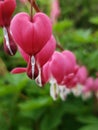 Pink and white bleeding heart flowers lamprocapnos spectabilis all in a row. Royalty Free Stock Photo