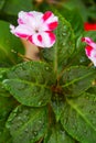 Pink and white blooming beautiful nature in Thai garden Royalty Free Stock Photo