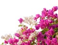 Pink and white blooming bougainvilleas.