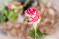 Pink and white blooming rose bud close-up with blurred bokeh background