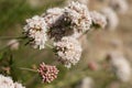 ERIOGONUM FASCICULATUM BLOOM - RED ROCK CP MRCA - 051221 C