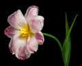 Pink-white blooming tulip with green stem and leaves isolated on black background. Studio close-up shot. Royalty Free Stock Photo