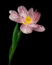 Pink-white blooming tulip with green stem and leaves isolated on black background. Studio close-up shot. Royalty Free Stock Photo