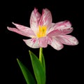 Pink-white blooming tulip with green stem and leaves isolated on black background. Studio close-up shot. Royalty Free Stock Photo