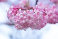 Pink and white blossom of Farrer`s viburnum in bloom