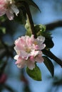 Pink and white blossom flowers on apple tree