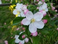 Apple flowers Royalty Free Stock Photo