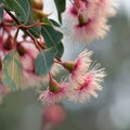 Pink and white blossoms of the Australian native Corymbia Fairy Floss