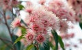 Pink and white blossoms of the Australian native gum tree Corymbia Fairy Floss, family Myrtaceae Royalty Free Stock Photo