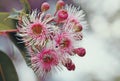 Pink and white blossoms of the Australian native gum tree Corymbia Fairy Floss Royalty Free Stock Photo