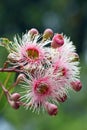 Pink and white blossoms and buds of the Australian native Corymbia Fairy Floss