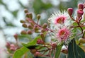 Pink and white blossoms and buds of the Australian native Corymbia Fairy Floss