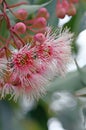 Pink and white blossoms and buds of the Australian native gum tree Corymbia Fairy Floss family Myrtaceae