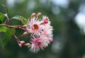 Pink and white blossoms and buds of the Australian native gum tree Corymbia Fairy Floss, family Myrtaceae Royalty Free Stock Photo