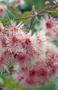 Pink and white blossoms and buds of the Australian native gum tree Corymbia Fairy Floss, family Myrtaceae Royalty Free Stock Photo