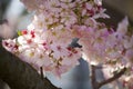 Pink and White Blossoms on a Flowering Tree in the Spring Royalty Free Stock Photo