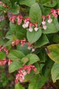 Pink white blossoms of salal