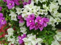 Pink and white bougainvillea flowers