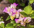 Pink White Bougainvillea Green Leaves San Miguel de Allende Mexico