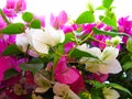 Pink and White Brazil Bougainvillea plant flowers in close up