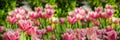Pink and white bright blooming tulips, selective focus, Horizontal banner, panorama Royalty Free Stock Photo