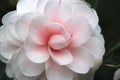 Pink with white Camellia flower close-up Royalty Free Stock Photo