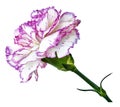 Pink-white carnation. Flower on a white isolated background with clipping path. Close-up. no shadows. Shot of violet-white cl Royalty Free Stock Photo