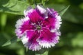 Pink and white Carnation flower Royalty Free Stock Photo