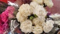 pink and white carnations beautiful flowers petals bouquet plant variety