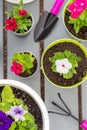 Pink and white catharanthus planted in light green pots. Multi-colored petunias on a gray wooden table. Top view. Content for