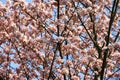 Pink with white cherry blossom flowers closeup Royalty Free Stock Photo