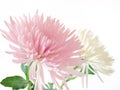 Pink and white Chrysanthemum Royalty Free Stock Photo