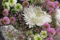 Pink and white chrysanthemum bunch with another purple flowers Royalty Free Stock Photo