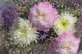 Pink and white chrysanthemum bunch with another purple flowers Royalty Free Stock Photo