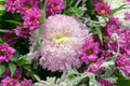 Pink and white chrysanthemum bunch with another purple flowers Royalty Free Stock Photo