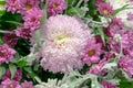 Pink and white chrysanthemum bunch with another purple flowers Royalty Free Stock Photo