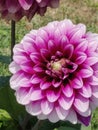 Pink and white Chrysanthemum flower in bloom