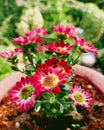 Pink and white Chrysanthemums blooming in a clay pot in my terrace garden.